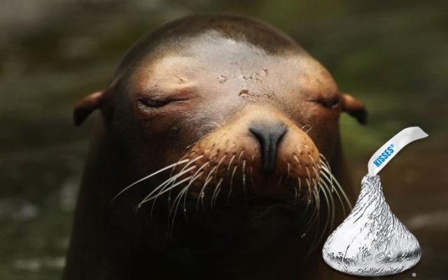 A seal with a kiss