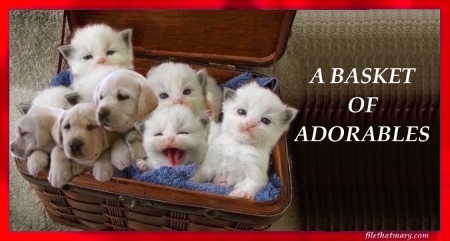 a-basket-of-adorables